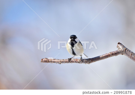 Great tit Great tit 20991878