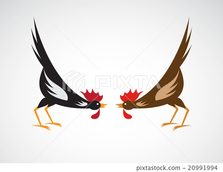 Vector image of an fighting cock  20991994