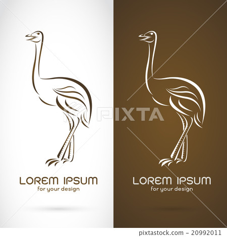 Vector image of a ostrich design Vector image of a ostrich design 20992011