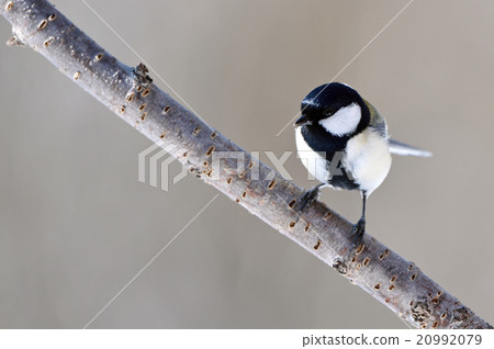 大山雀 大山雀 20992079