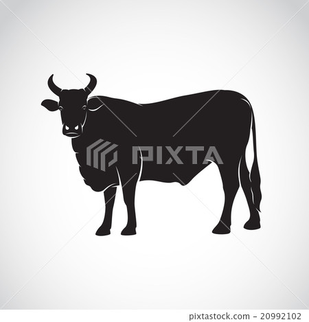 Vector image of an cow on white background 20992102
