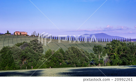 Orcia山谷的柏樹 Orcia山谷的柏樹 20992261