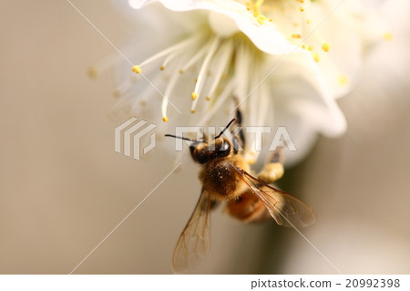 [Spring bees and white plum blossoms] 20992398