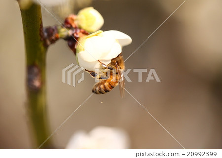 [Spring bees and white plum blossoms] 20992399