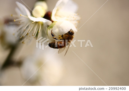 [Spring bees and white plum blossoms] 20992400