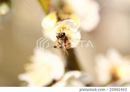 [春天的蜜蜂和白梅花] 20992403