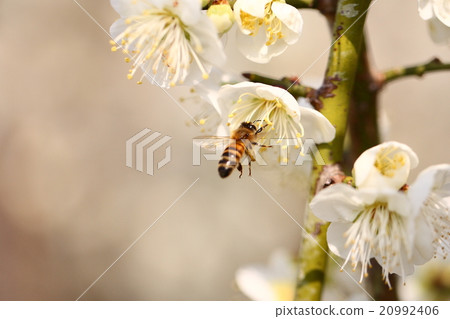 [Spring bees and white plum blossoms] 20992406