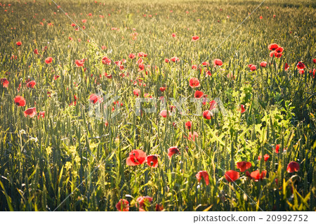 Field with green shoots of grain and poppy flowers 20992752