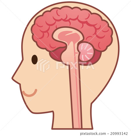 大腦醫療的橫截面視圖 20993142
