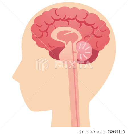 大腦醫療的橫截面視圖 20993143