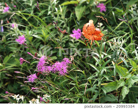 Alpine plant Alpine plant 20993384