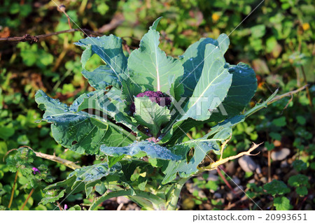Purple cauliflower without pesticide 20993651
