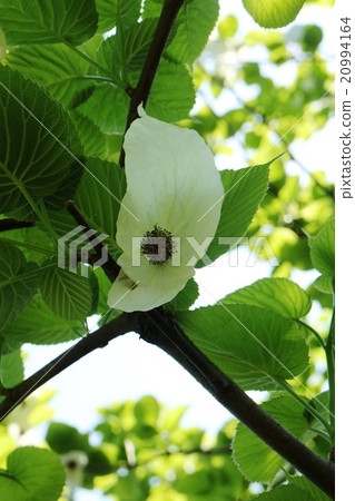 Handkerchief tree flower 20994164