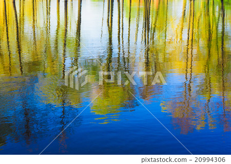 Reflection of Trees woods in river Water During A 20994306