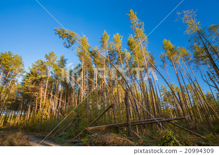 Fallen Trees In Coniferous Forest After Strong 20994309
