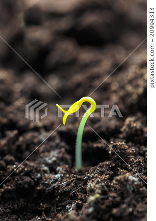 Green Sprout Growing From Black Soil Background Green Sprout Growing From Black Soil Background 20994313