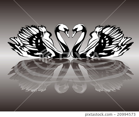 Swan pair 20994573