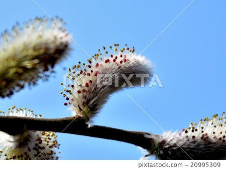 早春的花朵綻放 早春的花朵綻放 20995309