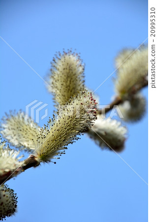 早春的花朵綻放 20995310