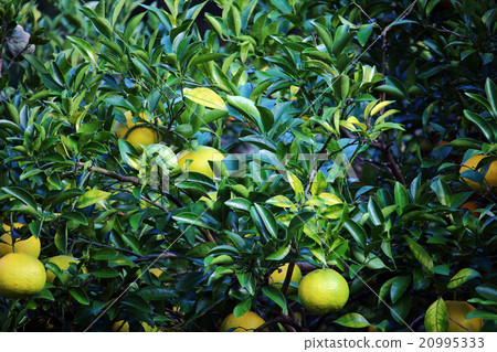 夏天橙色在夏天/夏天 20995333