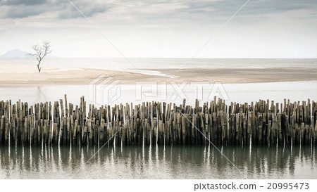 Dying tree stands alone on the beach Dying tree stands alone on the beach 20995473