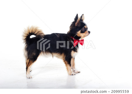 Chihuahua dog is wearing red bow tie 20995559
