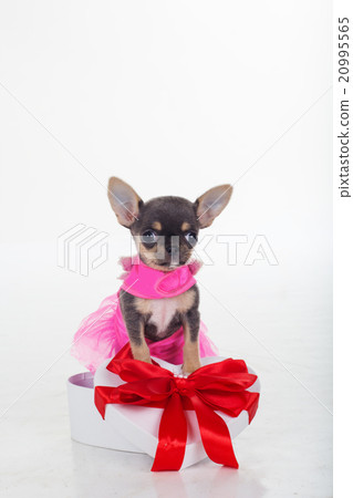 Chihuahua cute puppy is wearing pink dress Chihuahua cute puppy is wearing pink dress 20995565