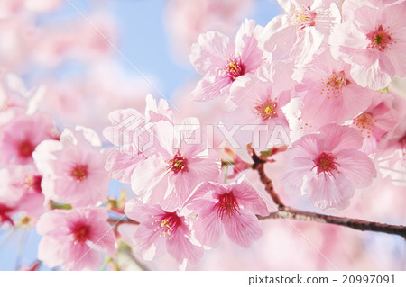Cherry blue sky full bloom Spring image Cherry blue sky full bloom Spring image 20997091
