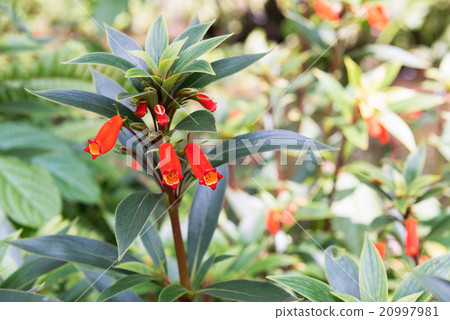 Firecracker Penstemon 20997981
