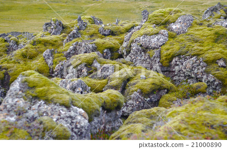 Mossy Lava,green grass, Thingvellir,Iceland 21000890