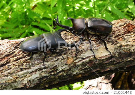 國內Okuwagata VS在森林爭鬥的國內甲蟲籃子 21001448