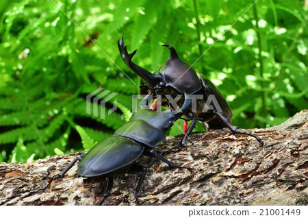 Domestic Okuwagata VS domestic beetle basket in the forest battle 21001449
