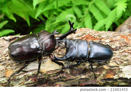 Domestic Okuwagata VS domestic beetle basket in the forest battle 21001455