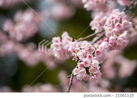Sakura (Okanakakura) 21001510