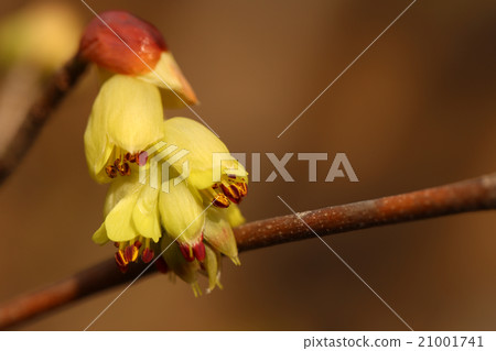 Toshi sickle Toshi sickle 21001741