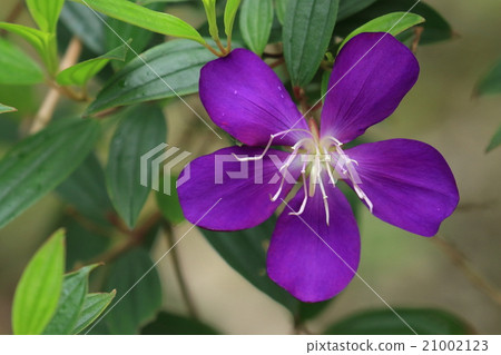 Natural plant Sikonobotan, on the southern islands, purple beautiful flowers can bloom one after another 21002123
