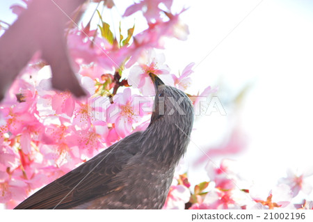 Bulbul and cherry Bulbul and cherry 21002196