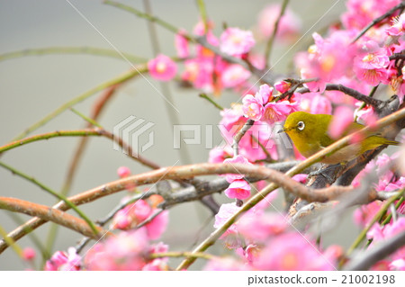 Meiro and plum Meiro and plum 21002198