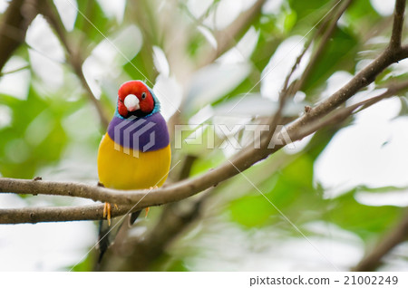 Gouldian finch female 21002249