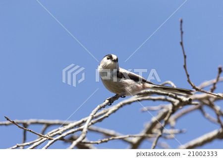 Enaka Enaka 21002333