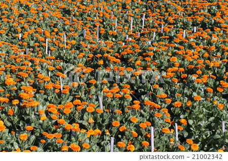 Calendula of flower garden Calendula of flower garden 21002342