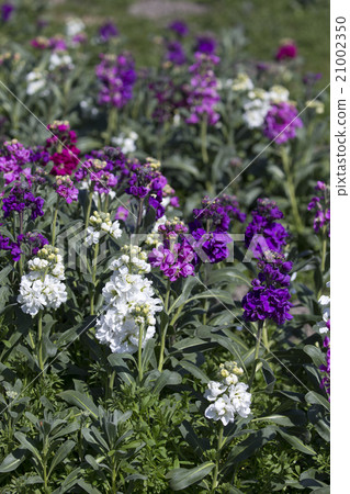 花園股票 花園股票 21002350