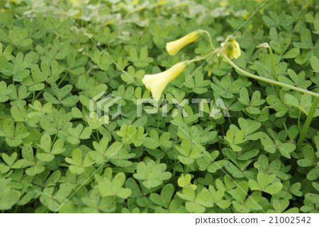 Clover Clover 21002542