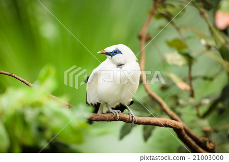 White exotic bird on a branch  21003000
