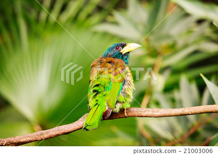 Exotic colorful bird sitting on a branch Exotic colorful bird sitting on a branch 21003006