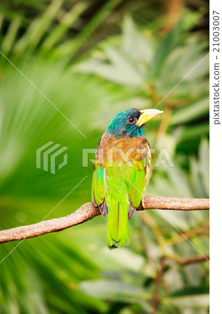 Exotic colorful bird sitting on a branch Exotic colorful bird sitting on a branch 21003007