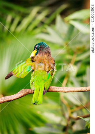 Exotic colorful bird sitting on a branch 21003008