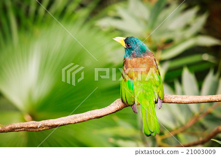 Exotic colorful bird sitting on a branch Exotic colorful bird sitting on a branch 21003009
