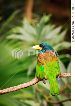 Exotic colorful bird sitting on a branch Exotic colorful bird sitting on a branch 21003010