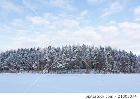 Frozen lake and snow covered forest 21003074